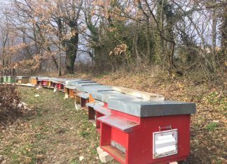 “Un alveare di opportunità”, ‘eCO-in’ celebra i risultati del progetto per la biodiversità e la sostenibilità sociale