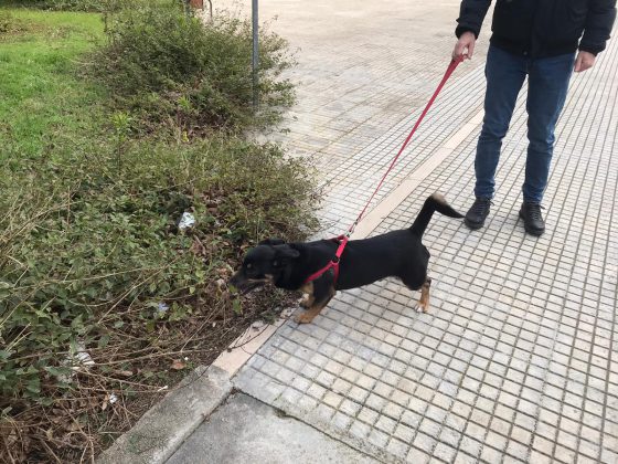 Benedizione degli animali presso la chiesa di San Massimiliano Kolbe a Lecce - Corriere Salentino