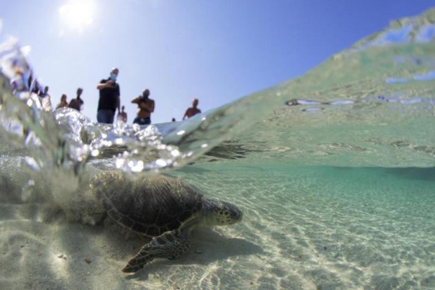 Nardò, il calendario 2021 dedicato al Parco Naturale Regionale di Portoselvaggio - Corriere Salentino