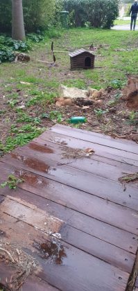 Colonia felina del cimitero sotto attacco. La denuncia dei volontari: "Cucce sradicate a calci" - Corriere Salentino