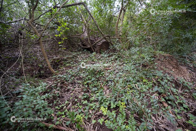 Flora e vegetazione del Salento: L’edera - Corriere Salentino