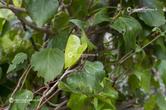 Flora e vegetazione del Salento: L’edera - Corriere Salentino