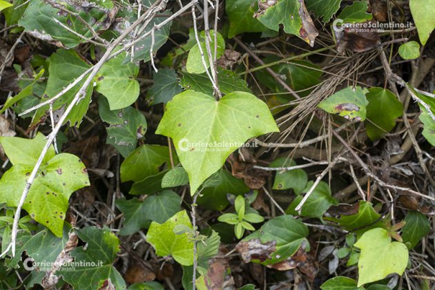 Flora e vegetazione del Salento: L’edera - Corriere Salentino