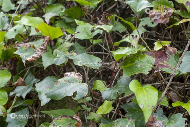 Flora e vegetazione del Salento: L’edera - Corriere Salentino