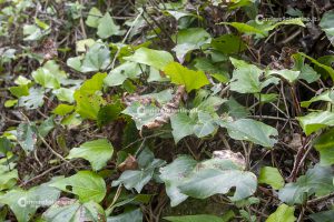 Flora e vegetazione del Salento: L’edera - Corriere Salentino