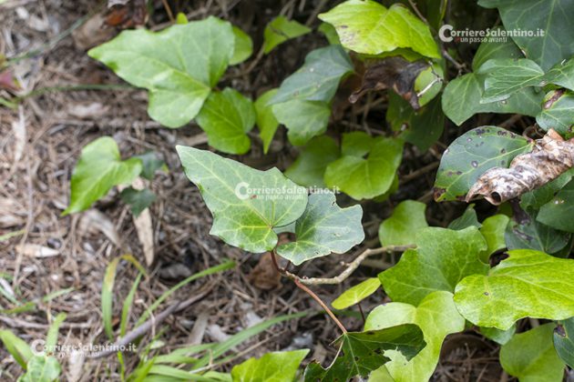 Flora e vegetazione del Salento: L’edera - Corriere Salentino