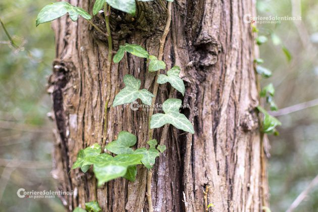 Flora e vegetazione del Salento: L’edera - Corriere Salentino