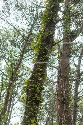 Flora e vegetazione del Salento: L’edera - Corriere Salentino