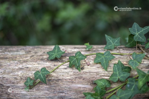 Flora e vegetazione del Salento: L’edera - Corriere Salentino