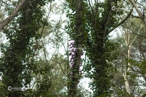 Flora e vegetazione del Salento: L’edera - Corriere Salentino