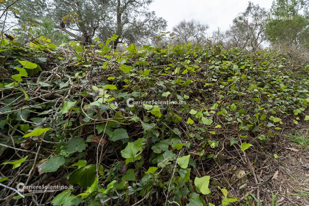 Flora e vegetazione del Salento: L’edera - Corriere Salentino