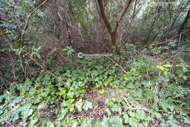 Flora e vegetazione del Salento: L’edera - Corriere Salentino
