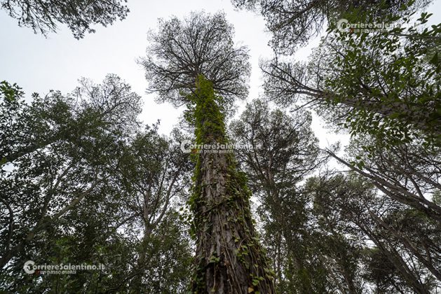 Flora e vegetazione del Salento: L’edera - Corriere Salentino