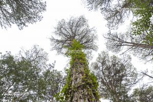 Flora e vegetazione del Salento: L’edera - Corriere Salentino