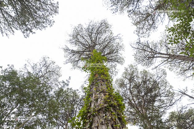 Flora e vegetazione del Salento: L’edera - Corriere Salentino
