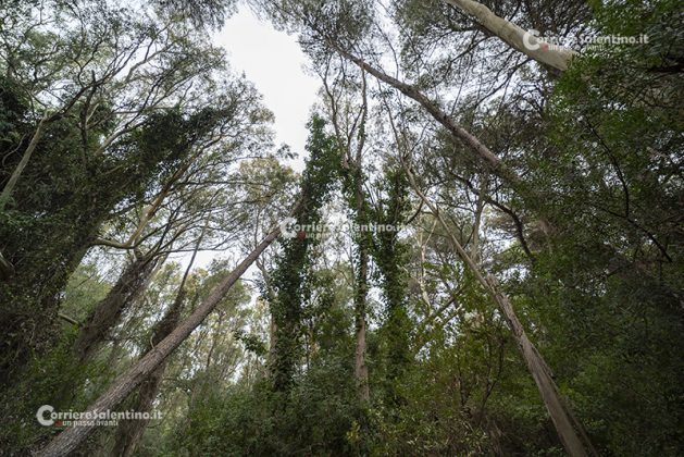 Flora e vegetazione del Salento: L’edera - Corriere Salentino