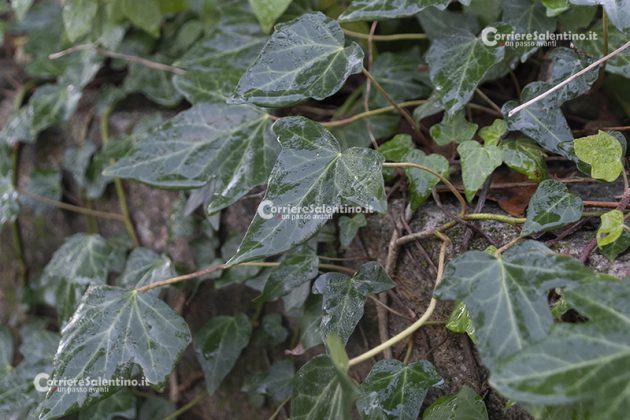 Flora e vegetazione del Salento: L’edera - Corriere Salentino