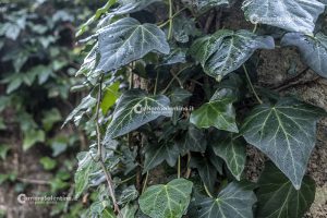 Flora e vegetazione del Salento: L’edera - Corriere Salentino