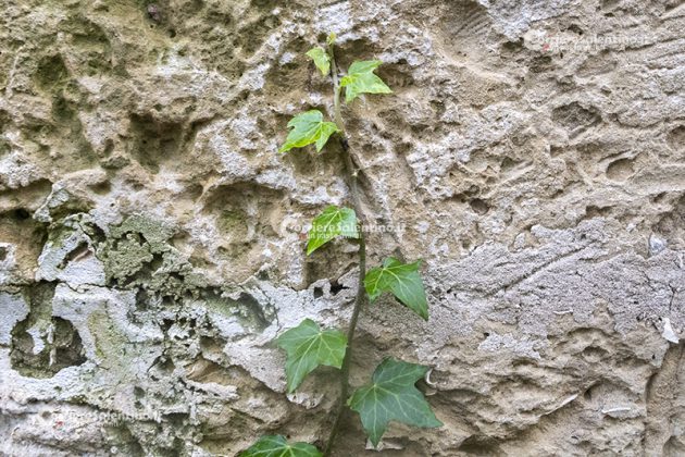 Flora e vegetazione del Salento: L’edera - Corriere Salentino