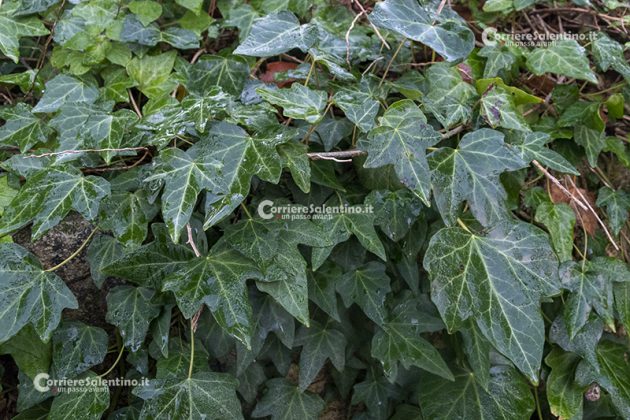 Flora e vegetazione del Salento: L’edera - Corriere Salentino