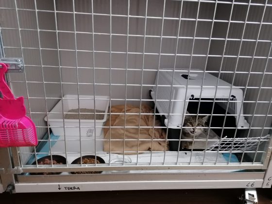 Colonia felina del cimitero sotto attacco. La denuncia dei volontari: "Cucce sradicate a calci" - Corriere Salentino