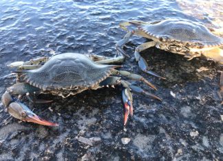 Nei mari del Salento: il granchio blu