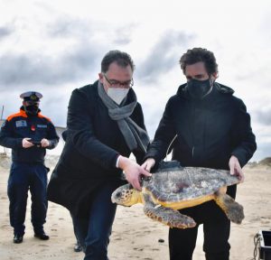 "Progetto Mysea", a Torre Chianca liberata una Caretta caretta con un trasmettitore satellitare - Corriere Salentino