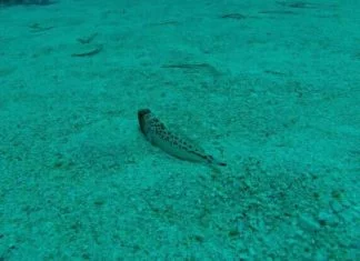 Nei mari del Salento: la tracina draco (o parasaula)