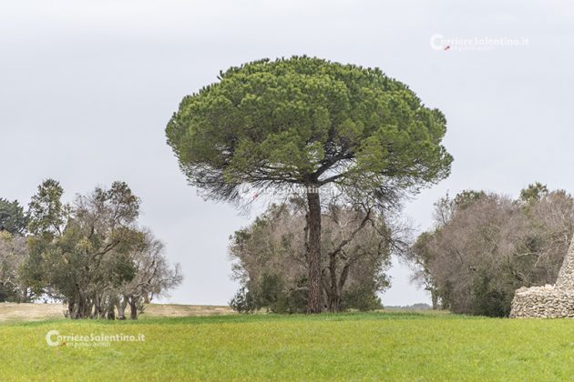 Flora e vegetazione del Salento: Il Pino domestico - Corriere Salentino