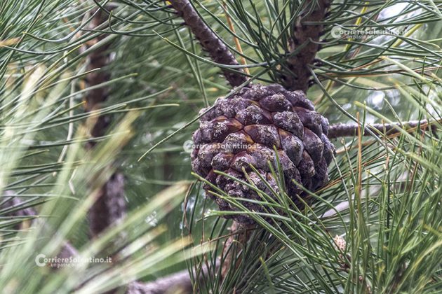 Flora e vegetazione del Salento: Il Pino domestico - Corriere Salentino