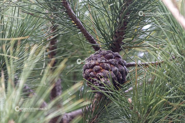 Flora e vegetazione del Salento: Il Pino domestico - Corriere Salentino