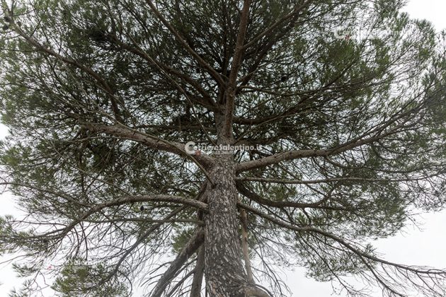Flora e vegetazione del Salento: Il Pino domestico - Corriere Salentino