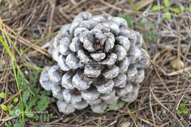 Flora e vegetazione del Salento: Il Pino domestico - Corriere Salentino