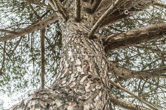 Flora e vegetazione del Salento: Il Pino domestico - Corriere Salentino