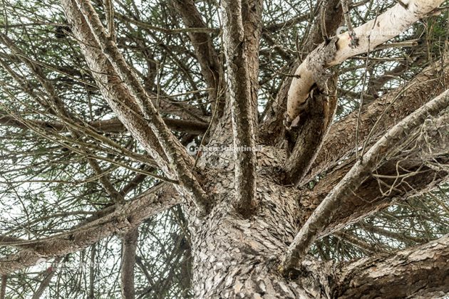Flora e vegetazione del Salento: Il Pino domestico - Corriere Salentino