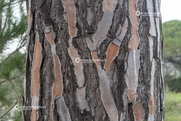Flora e vegetazione del Salento: Il Pino domestico - Corriere Salentino