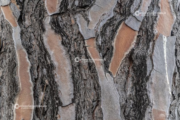 Flora e vegetazione del Salento: Il Pino domestico - Corriere Salentino