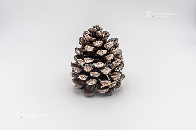 Flora e vegetazione del Salento: Il Pino domestico - Corriere Salentino