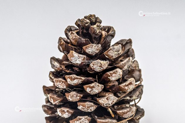 Flora e vegetazione del Salento: Il Pino domestico - Corriere Salentino