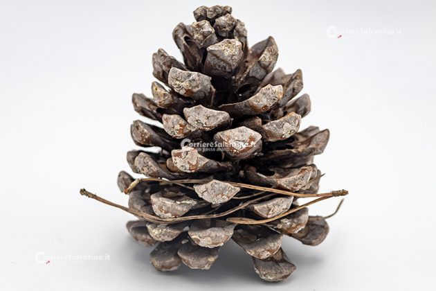 Flora e vegetazione del Salento: Il Pino domestico - Corriere Salentino