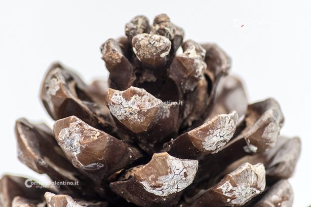 Flora e vegetazione del Salento: Il Pino domestico - Corriere Salentino