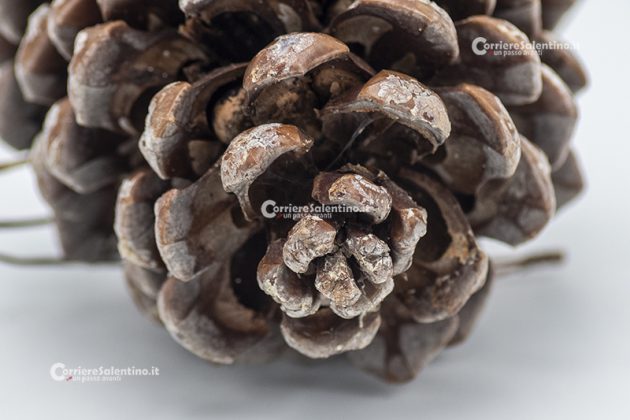 Flora e vegetazione del Salento: Il Pino domestico - Corriere Salentino