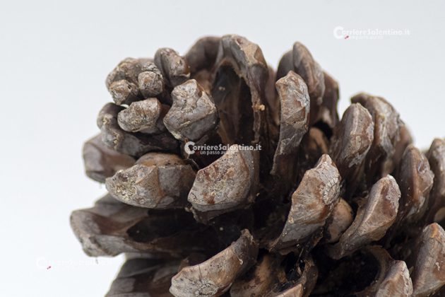 Flora e vegetazione del Salento: Il Pino domestico - Corriere Salentino