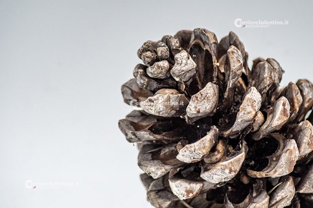 Flora e vegetazione del Salento: Il Pino domestico - Corriere Salentino