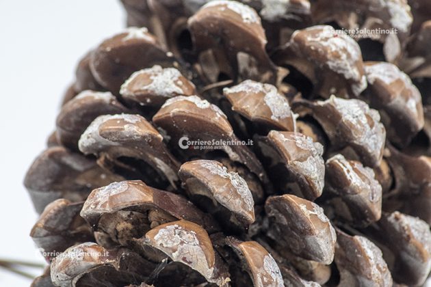 Flora e vegetazione del Salento: Il Pino domestico - Corriere Salentino