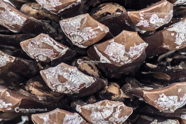 Flora e vegetazione del Salento: Il Pino domestico - Corriere Salentino