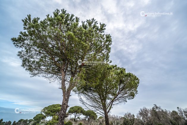 Flora e vegetazione del Salento: Il Pino domestico - Corriere Salentino