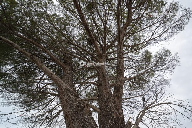 Flora e vegetazione del Salento: Il Pino domestico - Corriere Salentino