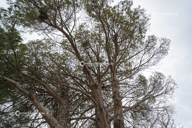 Flora e vegetazione del Salento: Il Pino domestico - Corriere Salentino
