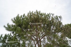 Flora e vegetazione del Salento: Il Pino domestico - Corriere Salentino
